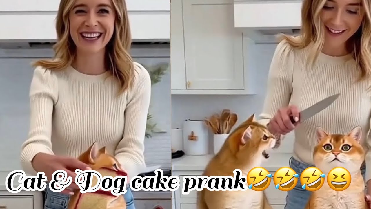 Cat & dog cake prank 🤣🤣🤣