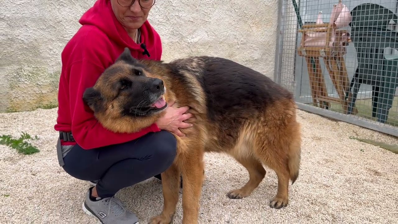 Die vergessenen Hunde Italiens!