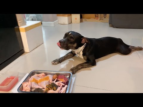 🐶🐶Oli&nomy: ♠️🐶Oli VS.🍖RAW diet [ASMR] MUKBANG 犬が生の肉を食べる[咀嚼音] Dog VLOG | NOV/04/2022 EP.