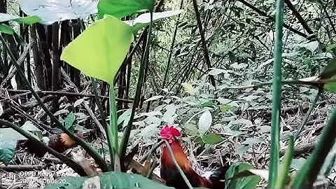 Cuab qaib qus tuaj. Pom kuv yaj ? Bẫy gà rừng 