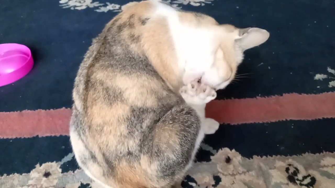 #kucing #rumah #rumahkucing #video 