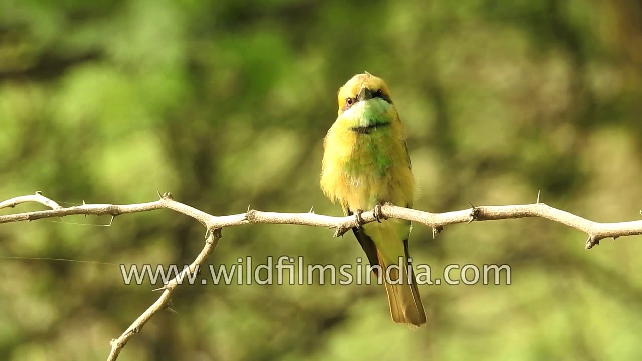 nepal flag Birds of same feathers flock together | Asian green bee-eater