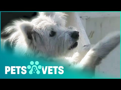 INCREDIBLE MOTHERLY INSTINCTS | PET HEROES