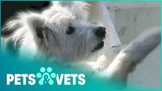 INCREDIBLE MOTHERLY INSTINCTS | PET HEROES