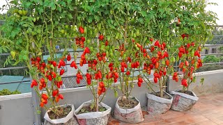 Growing San Marzano Tomatoes is extremely easy for large, sweet, high yielding fruits