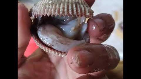 Sò Voi Cà Mau Tại Tân Uyên Bao Cát 45con 1ky.LH 0933691645 Huy