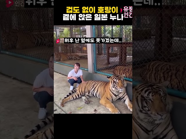 겁도 없이 호랑이 곁에 앉은 일본 누나