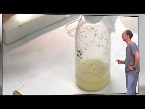 Video: Menemukan Ceruk: Studi Dari Ovarium Drosophila