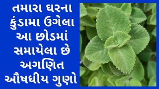 અજમન ફયદ Ajma Na Pan Na Fayda Arogya Sanjivani Gujarati