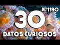 30 DATOS CURIOSOS y COSAS QUE NO SABÍAS ⏰😲 1190 #curiomaníatv