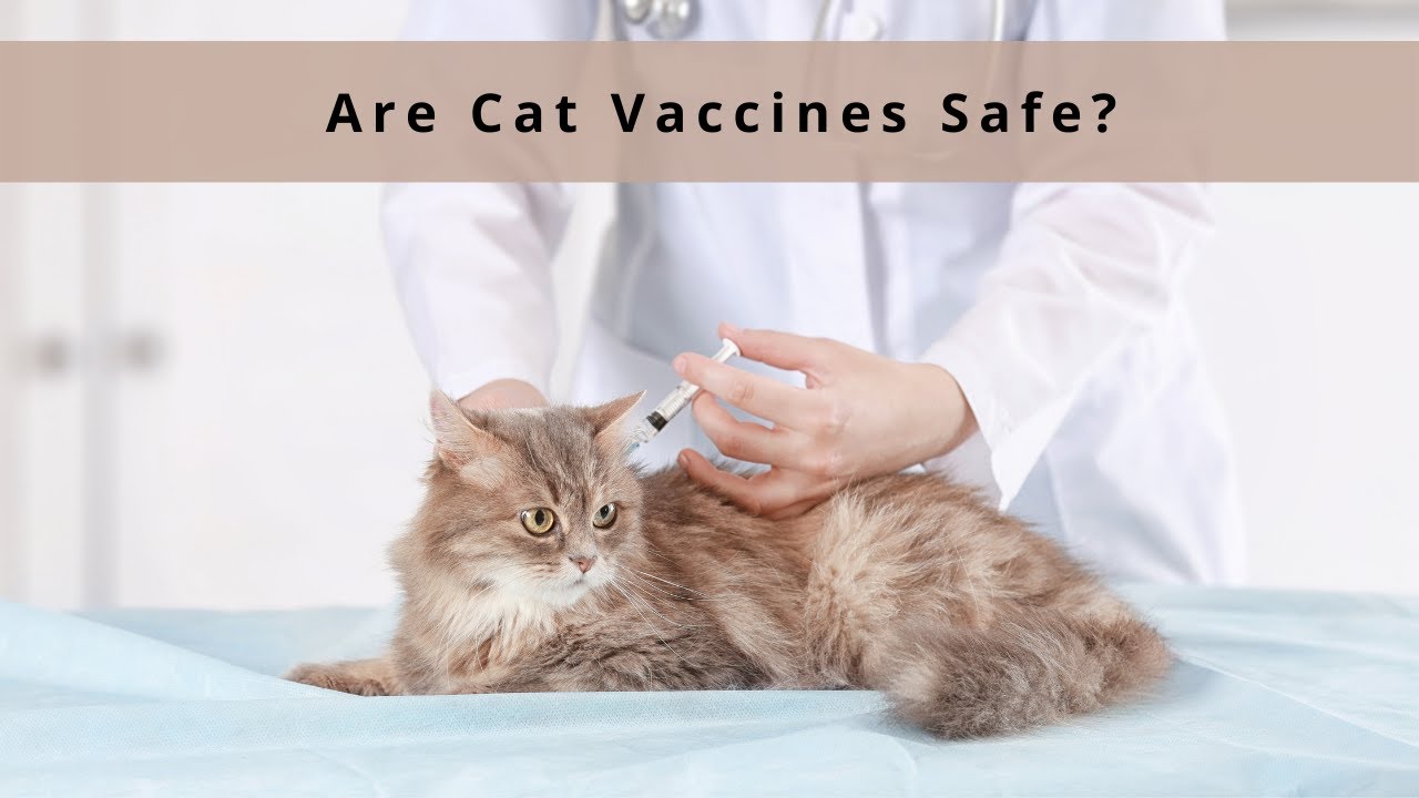 Картинка вакцина кошка.
