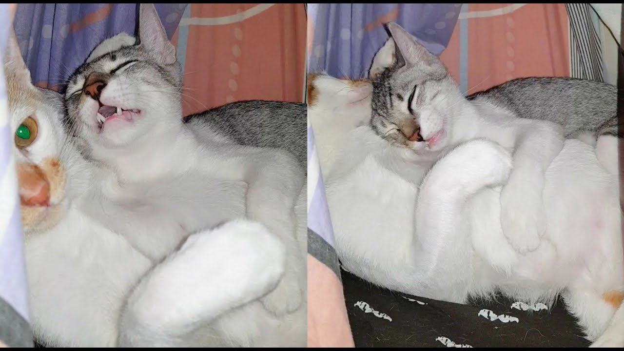 kitten and cat videos Kitten's BESTFRIEND is his Big Brother.. ❤️