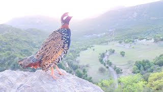 Kala Teetar Voice From Dangerous Mountain