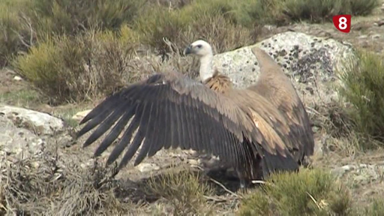 ÁVILA ES ASÍ DE NATURAL 9-3-17