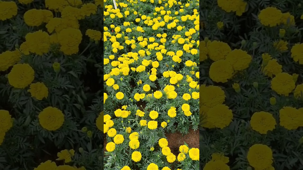 BUNGA MARIGOLD KUNING DI JANSPARK | SUMEDANG