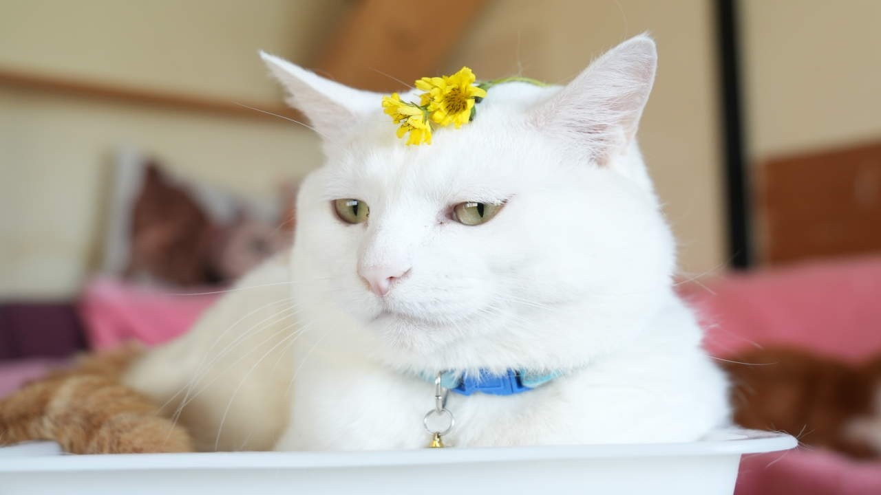 のせ猫 ジシバリの花 のせ猫 260618 - YouTube