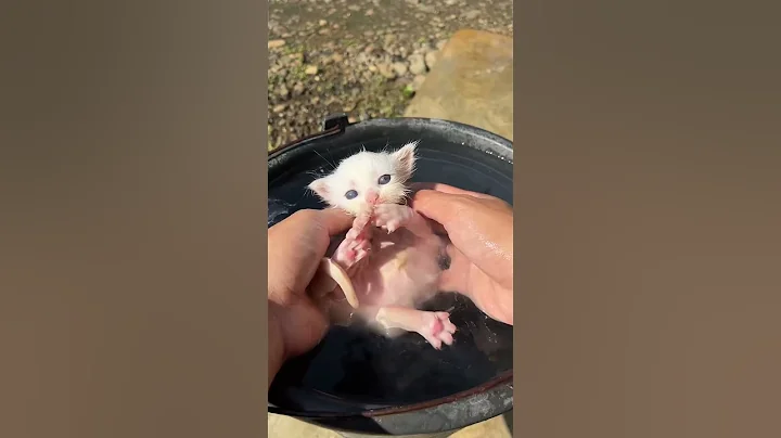 Video 11877931: cat funny kitten kucing, cat kucing kitten cute, cat lover cute kitten, cat little kitten, kitten cat first, happy cat kitten, kitten shower