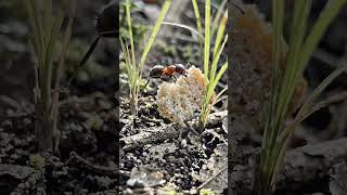 Tiny Ant Big Power 🐜 | Never Give Up Motivation”یا“چھوٹی چیونٹی کی بڑی محنت 🐜 | Powerful Motivation