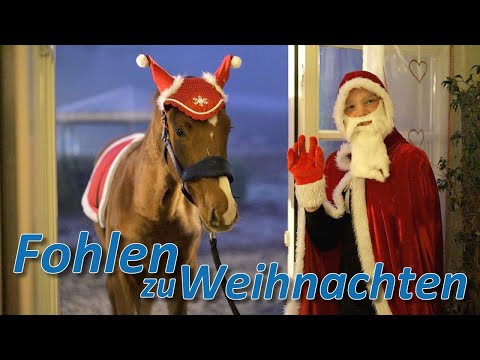 2 Fohlen zu Weihnachten - Jack & Joey müssen vor den Schlitten um Weihnachten zu retten!