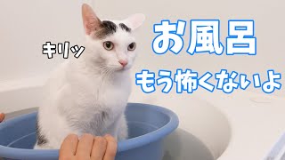 お風呂で先住猫の真似をして桶猫を覚えてしまった猫
