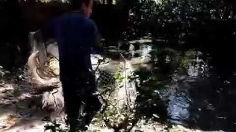 Quăng chài ao cá khủng.