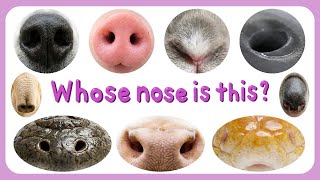 Whose Nose Is This? 🐾 Fun Animal Nose Quiz for Kids | 37 Animal Noses Game