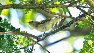 Two-barred Warbler, a first record for Singapore #oldworldwarbler #birds #warblers