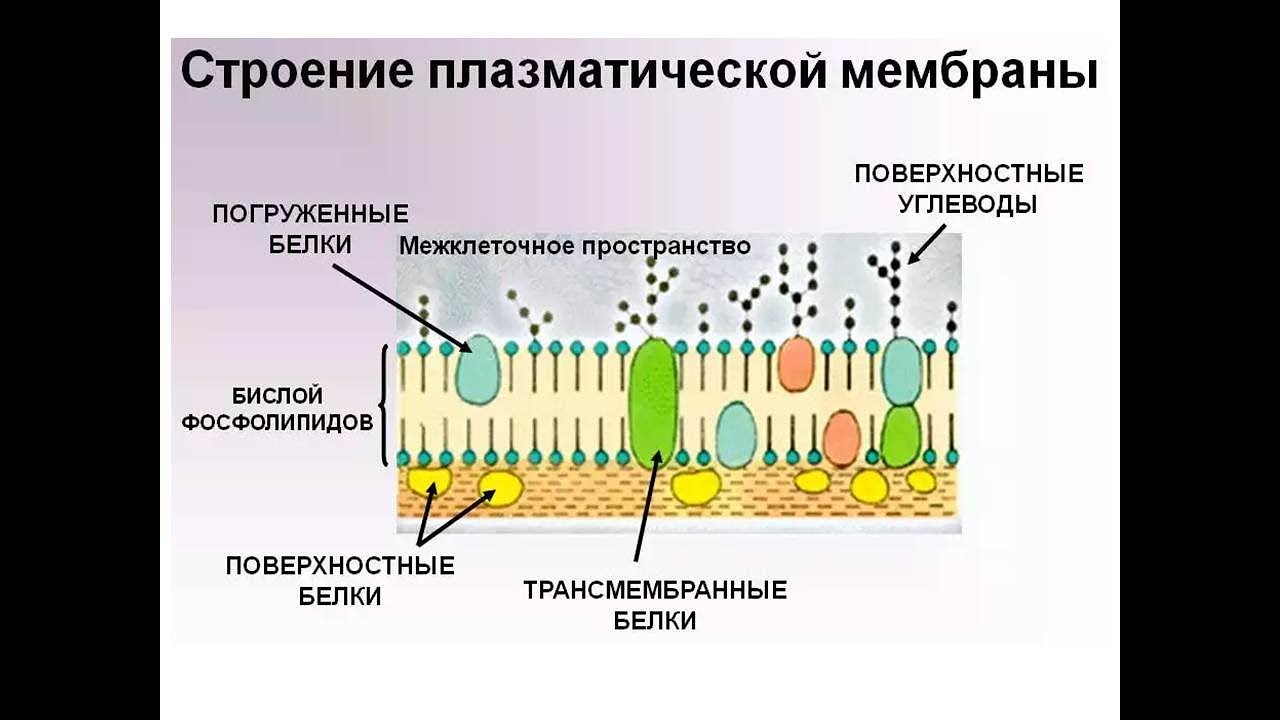 Основой мембран клеток