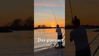 Sonntag 18 Uhr Video online – Angeln am Rhein 🎣