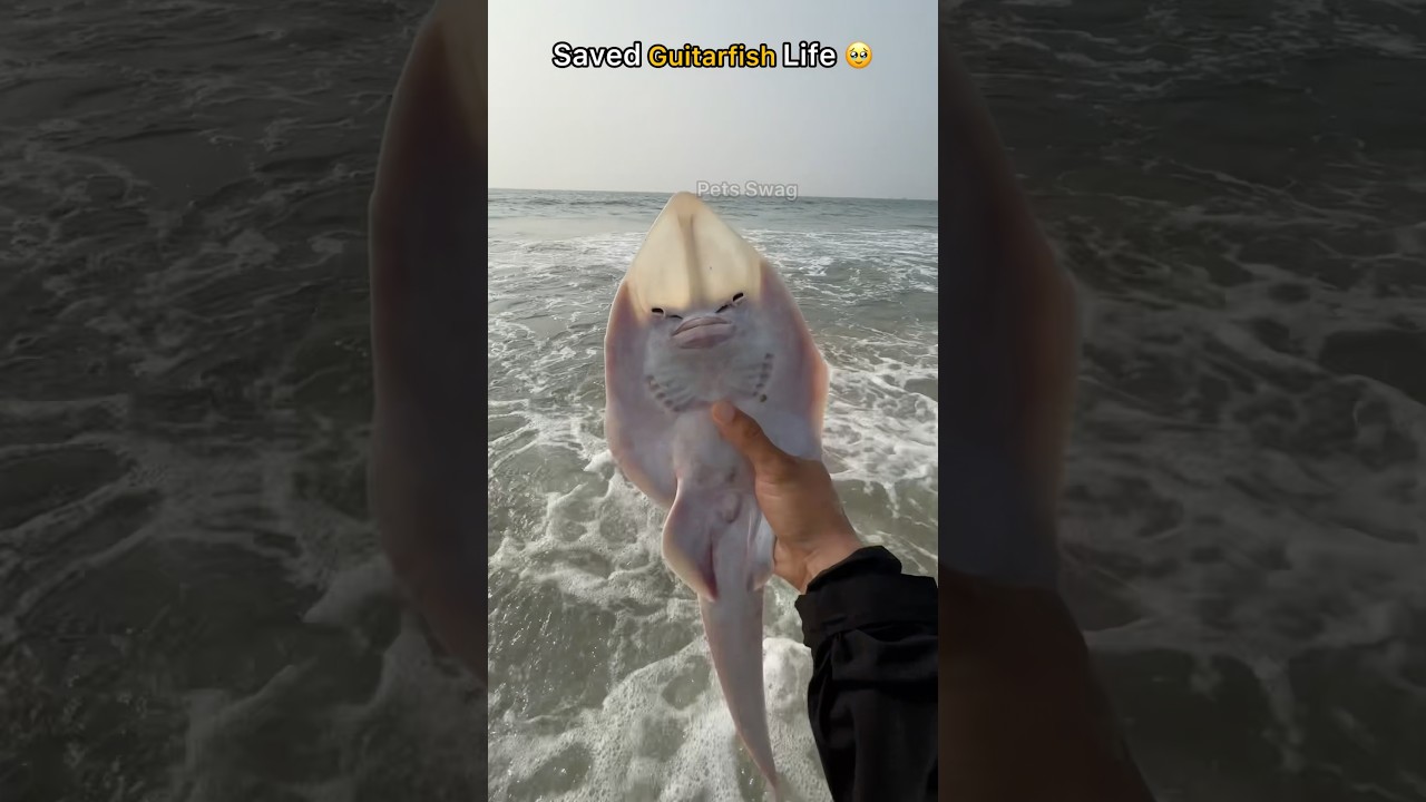 Freed guitarfish carefully from the net 🥺