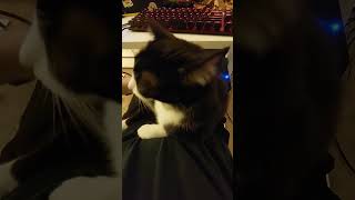 Just a video of me petting Romeo