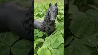 dance beats dj  horse new funny animals  