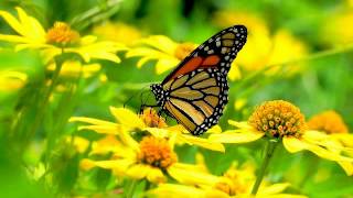 Messages From The Angels: Love In Each Moment - November 01, 2014
