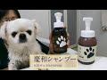 【入浴】犬と一緒にお風呂「慶和シャンプーを使ってみました」ペキニーズMIXチワワ