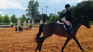 Rachel Robbins, Hunter Jumper, GOHJA, competing at horse show at Clarcona Horse Park, Apopka, Fl