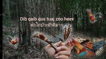 Dib qaib qu tuaj zoo heev ต่วไก่ป่า 2021