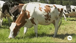 Cómo la ganadería Goshen es una buena estrategia para la producción de leche - La Finca De Hoy