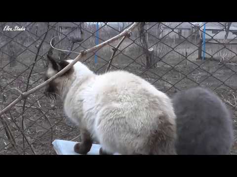 Коты на охоте