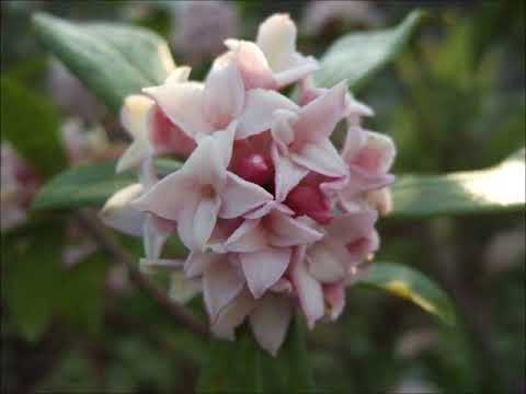 沈丁花・アルト（MIDI）
