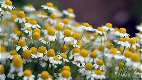 سورة نوح بصوت القارئ فارس محمد قاسم الأعجم