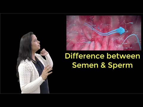 How Is SPERM Different From SEMEN?