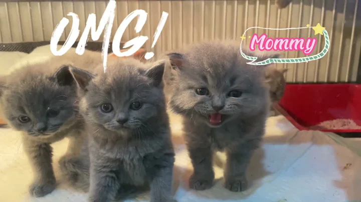 Watch the video about Bayi british short hair BSH baby kitten calling mommy