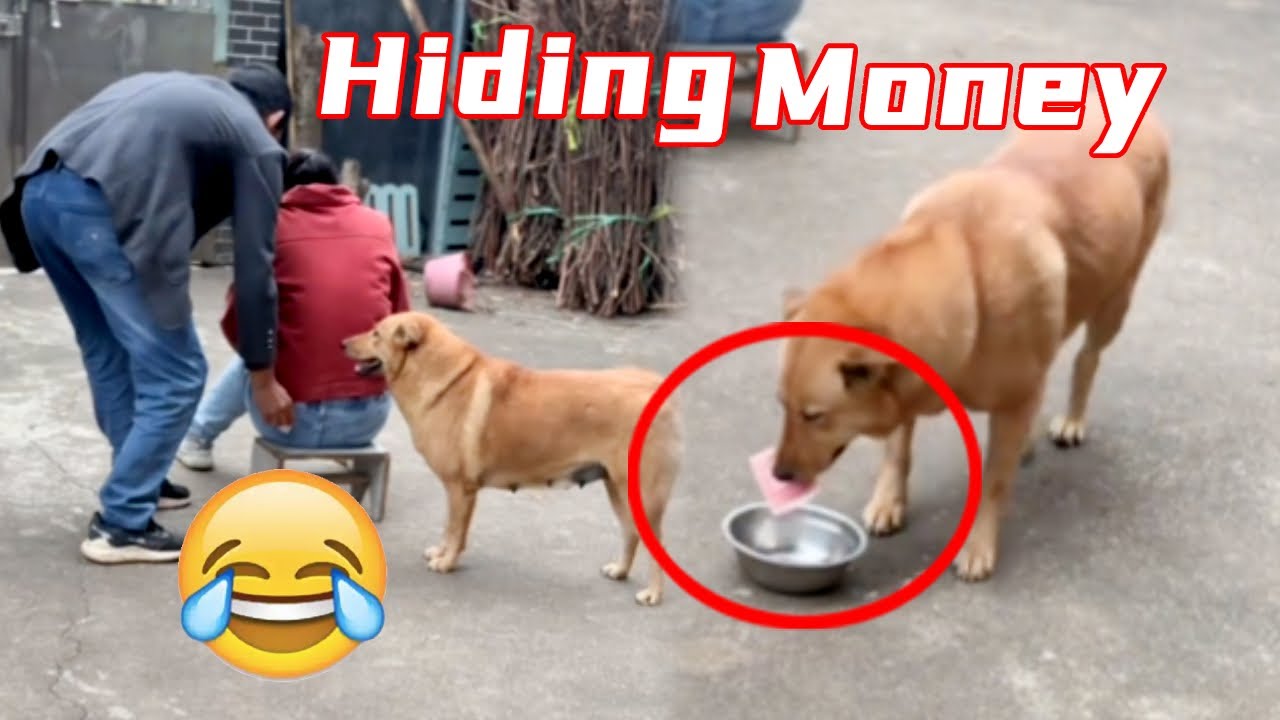 So smart, Da Huang cooperates with his owner to hide money #Smartdog # ...