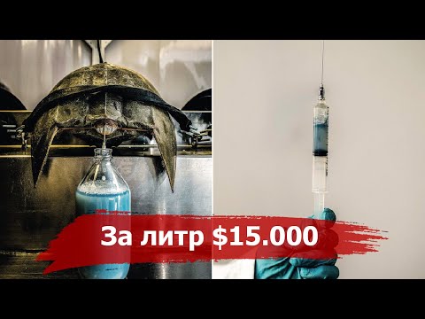 15000$ за литр крови или как Мечехвосты спасают человечество