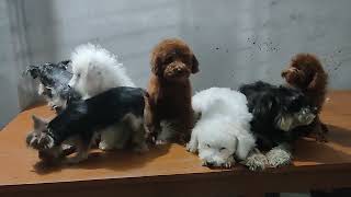 Our Toy Dog Team Yorkshire Terrier Dog, Bishon Frise Dog, Poodle Dog And Yorkshire Terrier Dog