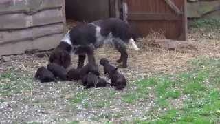 Jonas Welpen Mit Tante Ida