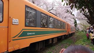 2019 津軽鉄道 芦野公園駅 桜