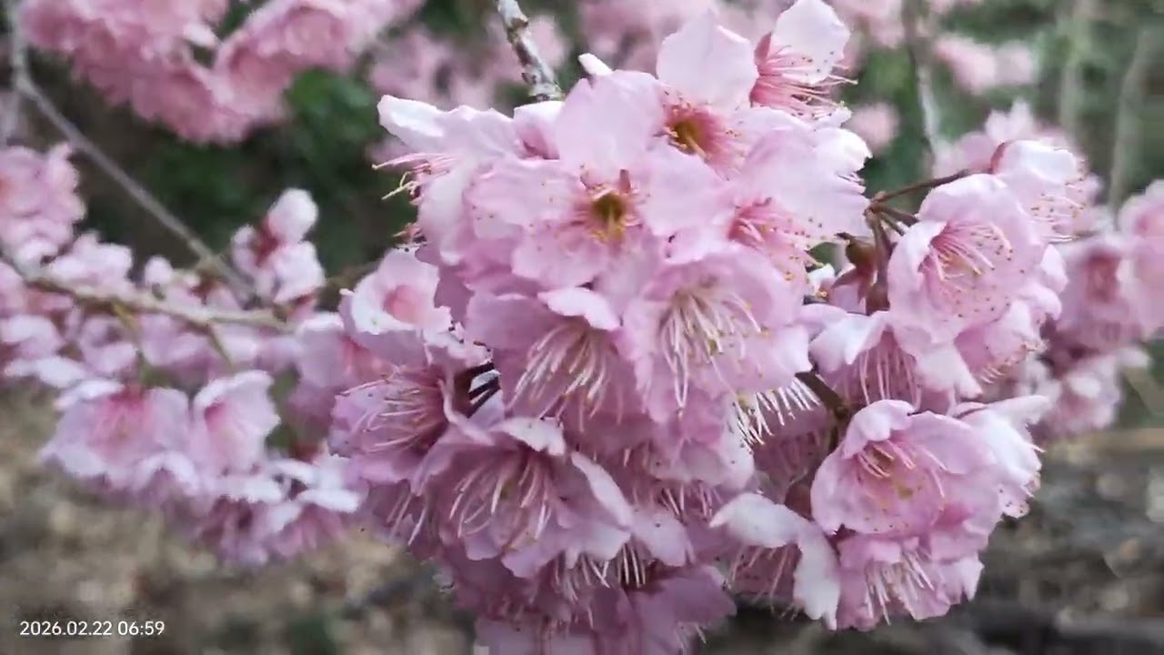 2026/2/22 武陵農場-櫻花2
