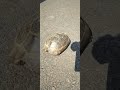 Kleine 🐢 😍🙏🕊🍀Kargicak bei Alanya Türkei 🇹🇷 Donnerstag, 21. Mai 2026