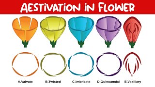 Aestivation in Flower I Aestivation in Hindi I Aestivation and its type